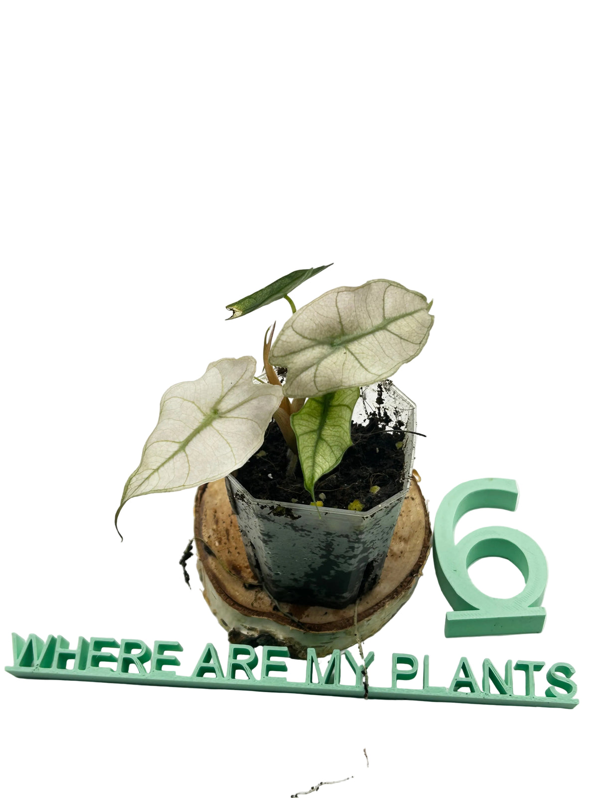 Alocasia Polly Pink Mint Ghost