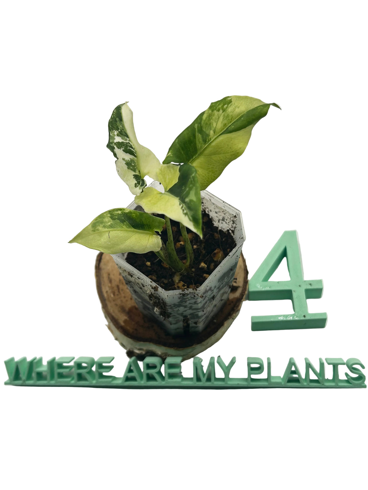 Alocasia Lauterbachiana Albo Variegata