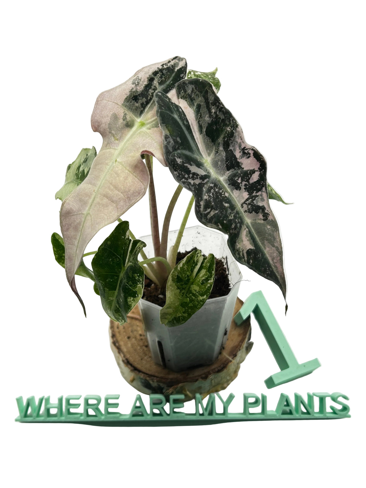 Alocasia Polly Pink Snowflake Variegata