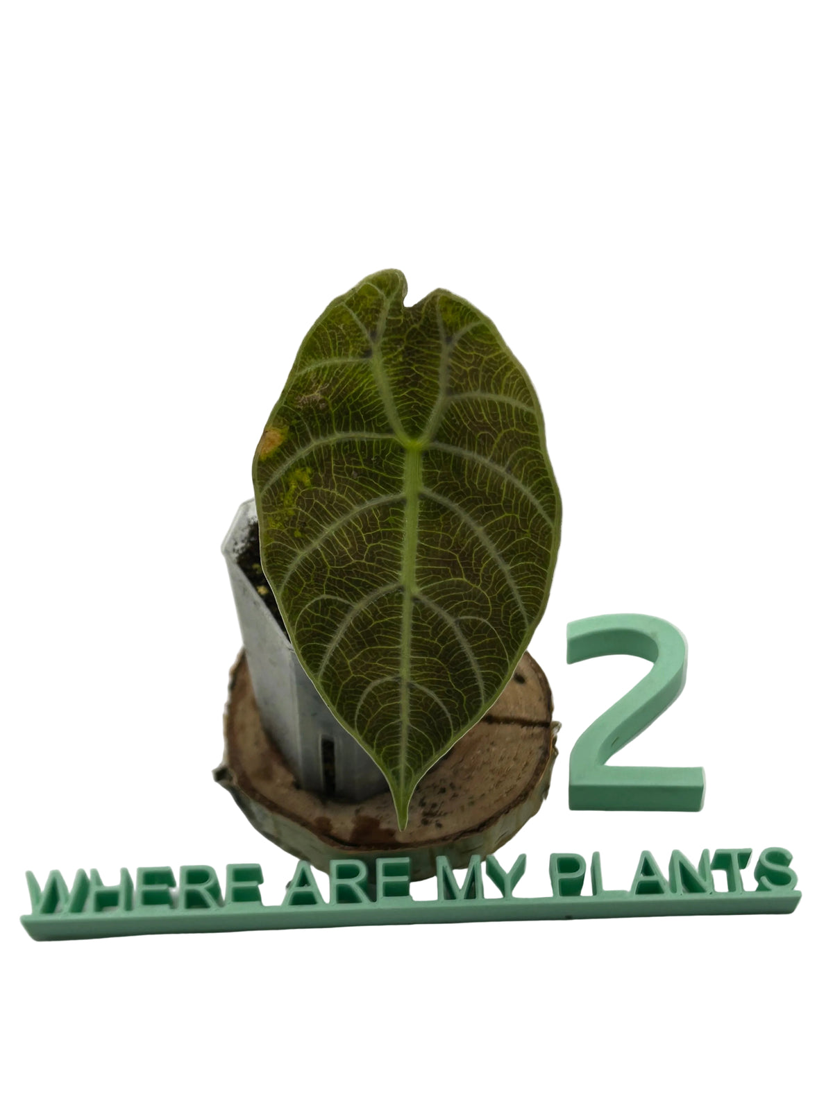Alocasia Watsoniana Doff Variegata