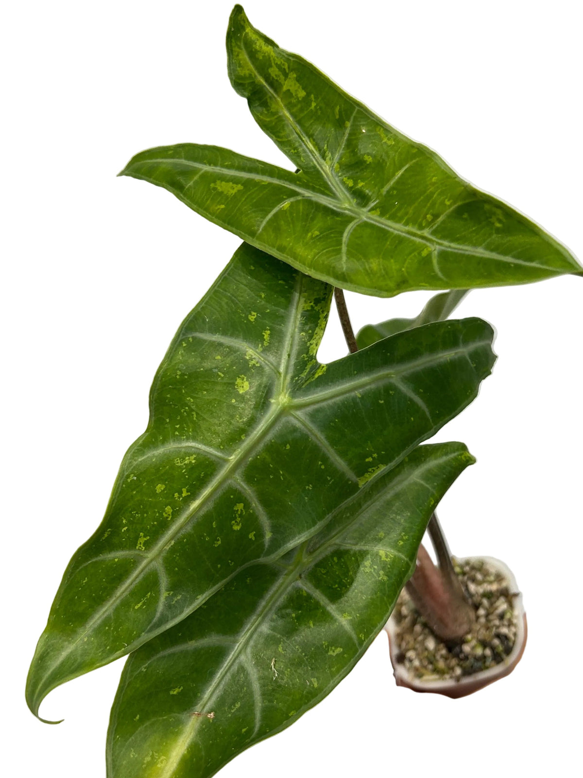 Alocasia Longiloba Forest Mint Rhizom