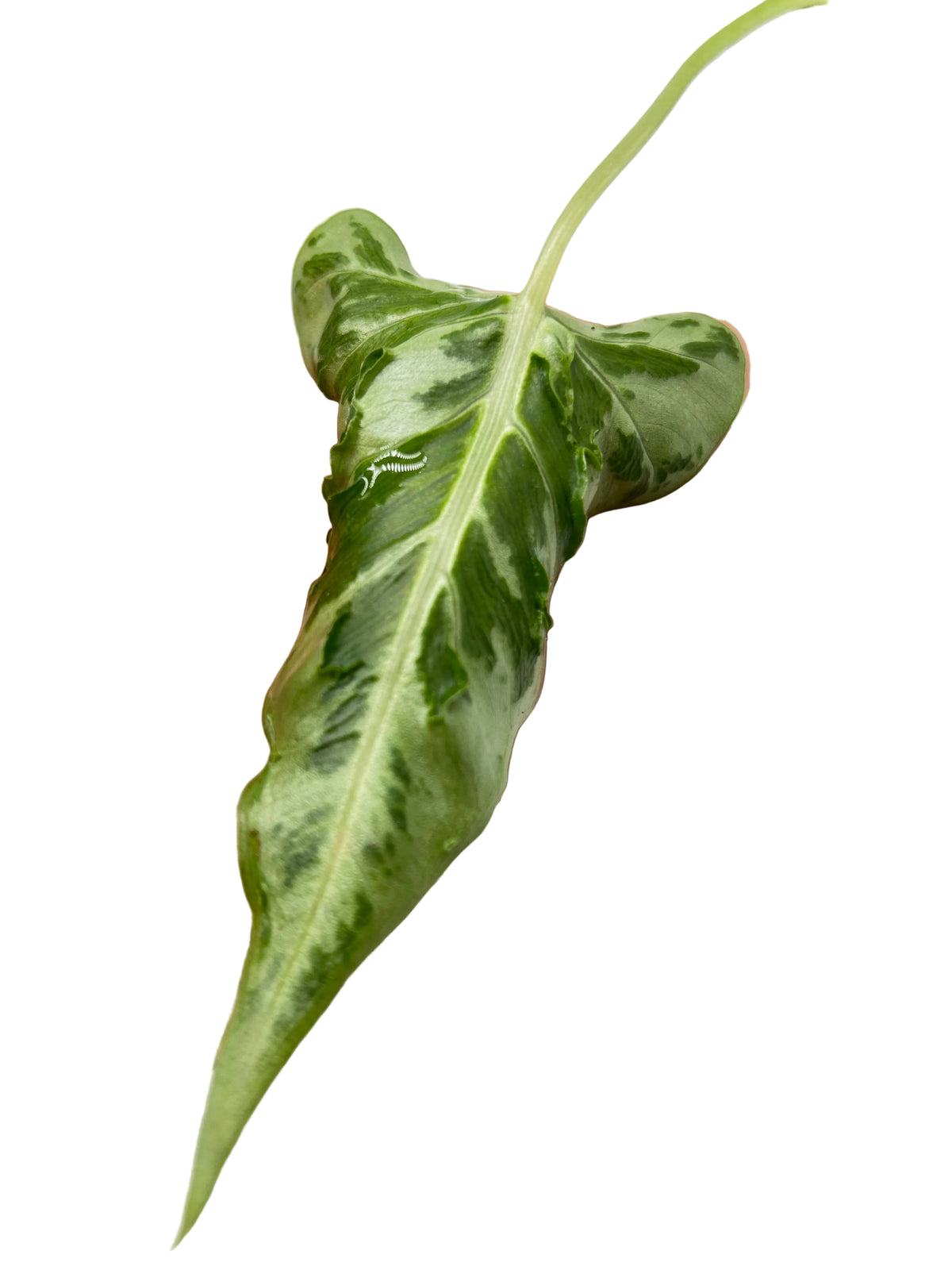 Alocasia Frydek Tattoo Emerald Tide