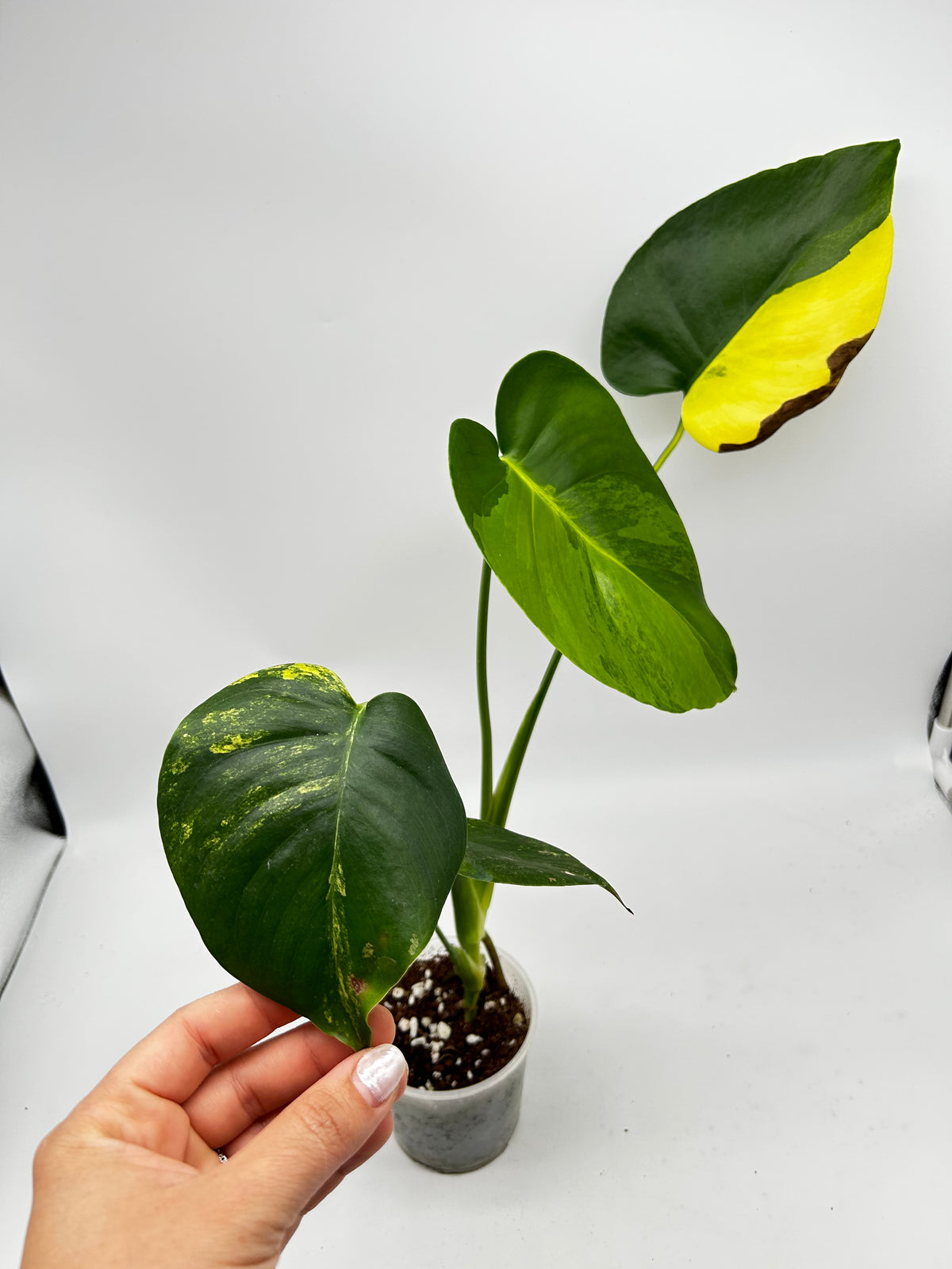 Monstera Yellow Marylin Variegata