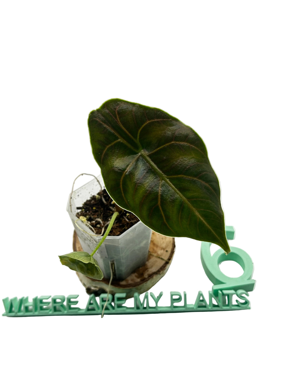 Alocasia Azlanii