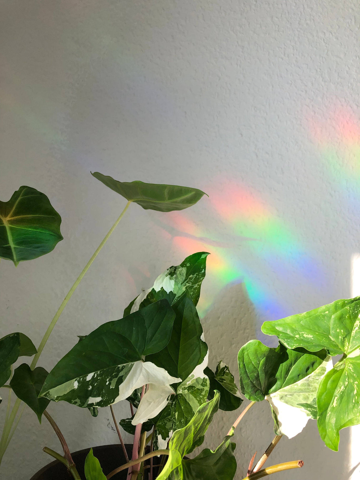Sun Catcher Sticker - Alocasia Frydek