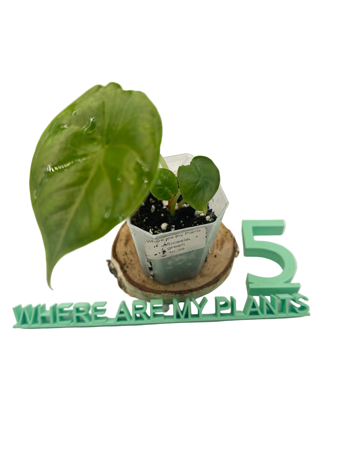 Alocasia Green Unicorn