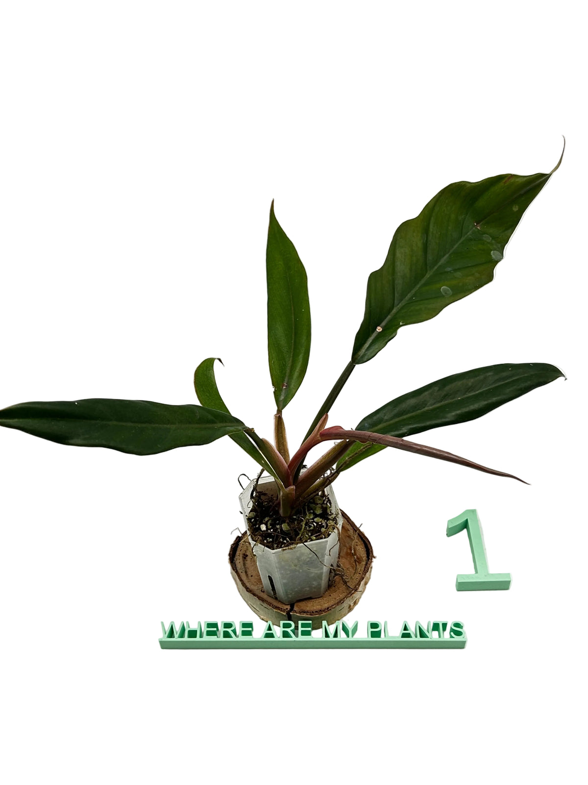 Philodendron Strawberry Caramel Marble Pink Variegata Second Love