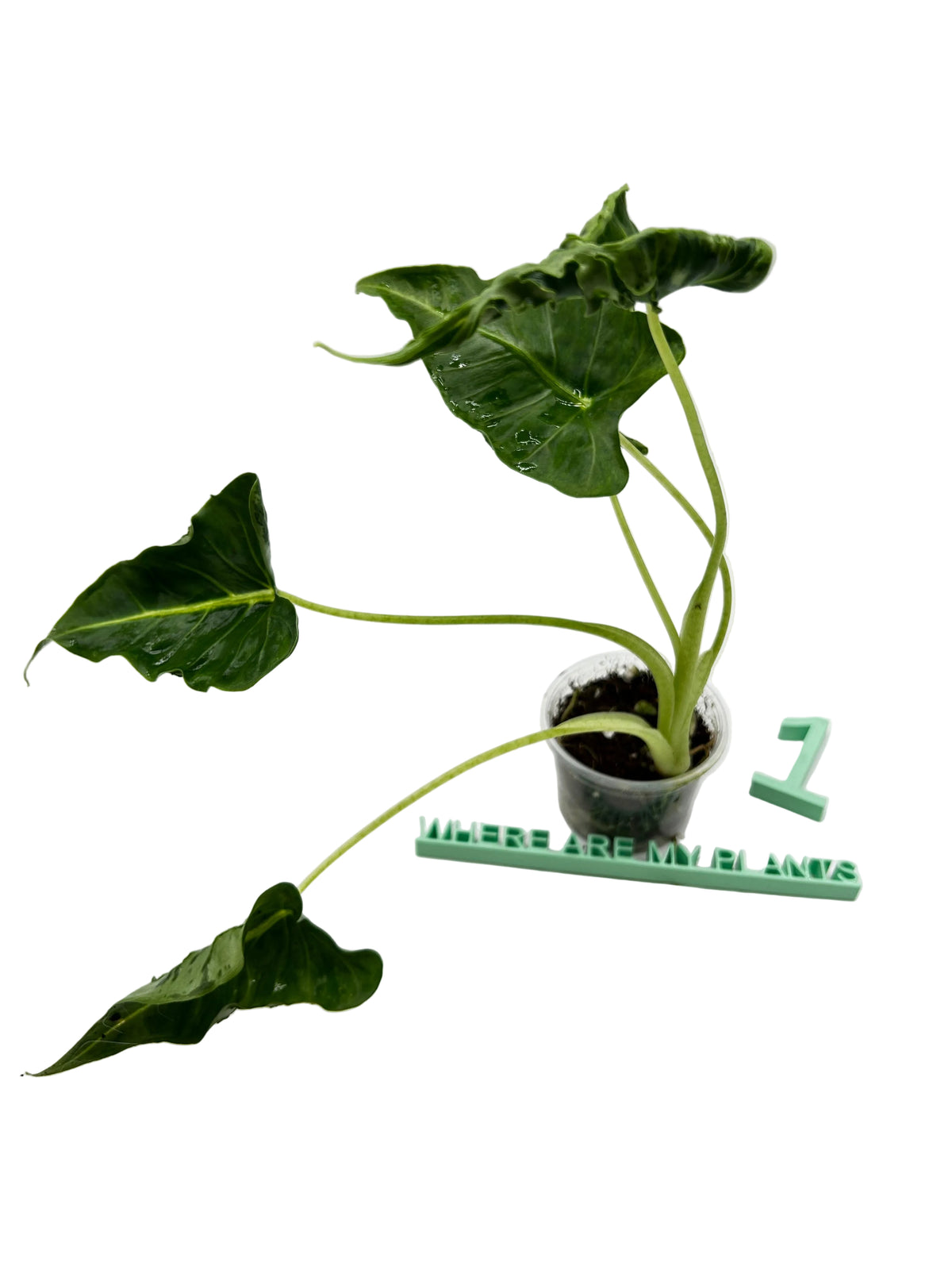 Alocasia Frydek Tattoo Emerald Tide