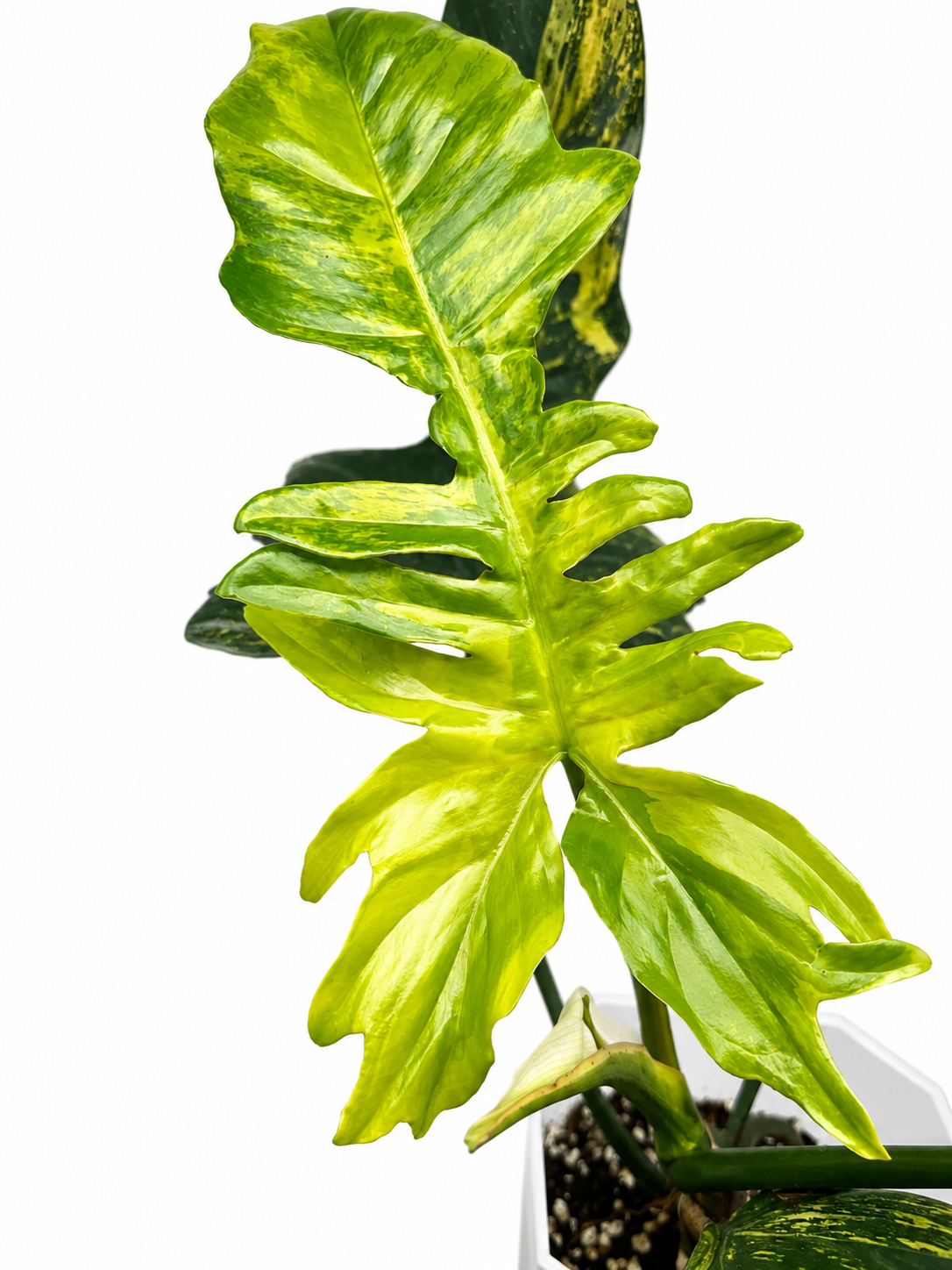 Philodendron Florida Beauty x Mayoi Variegata