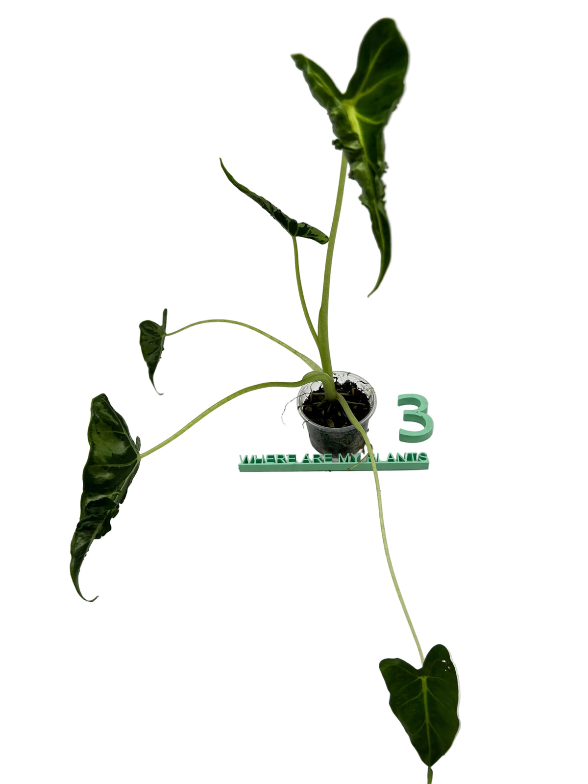 Alocasia Frydek Tattoo Emerald Tide
