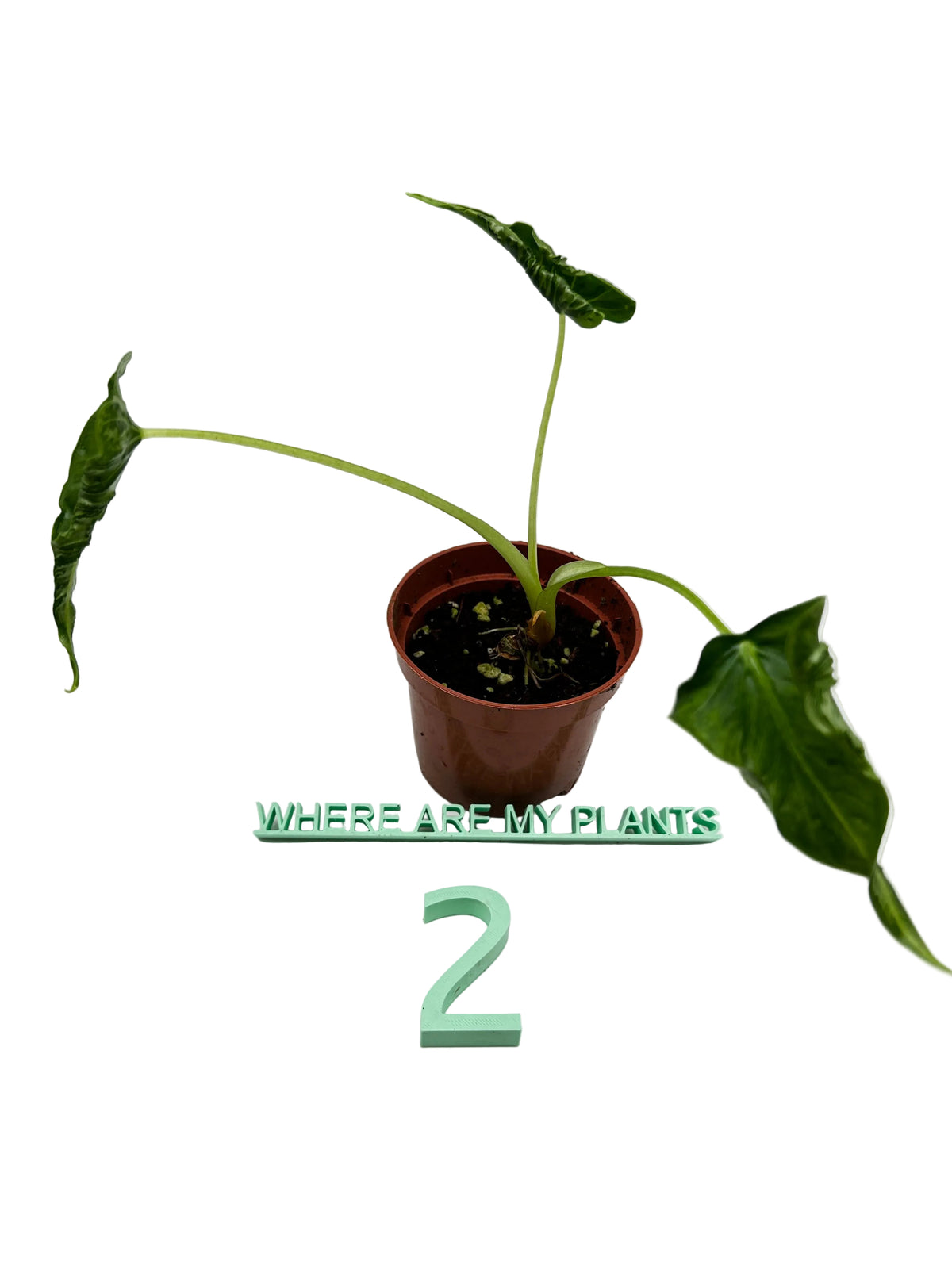 Alocasia Frydek Tattoo Emerald Tide