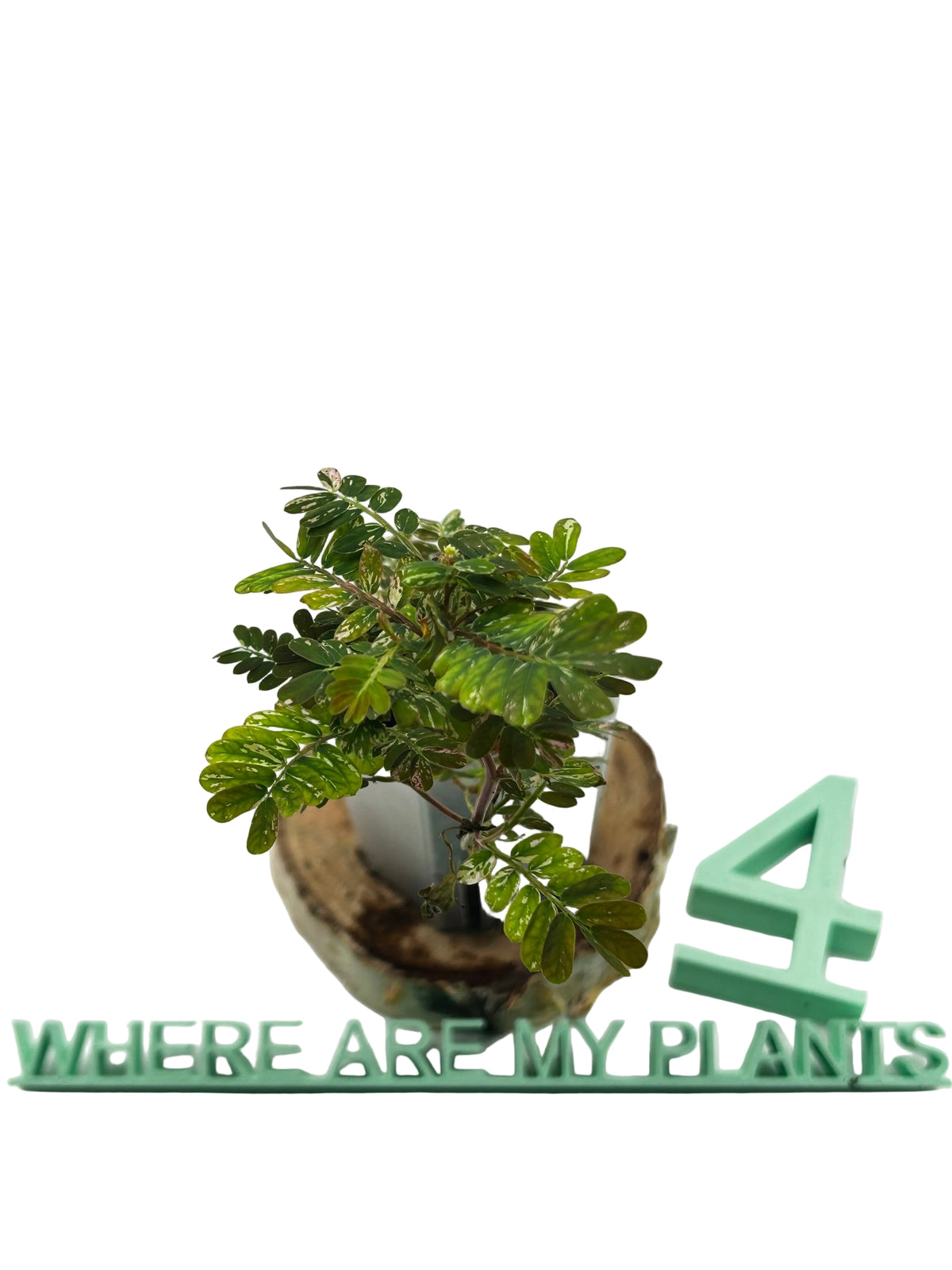 Phyllanthus Urinaria Pink