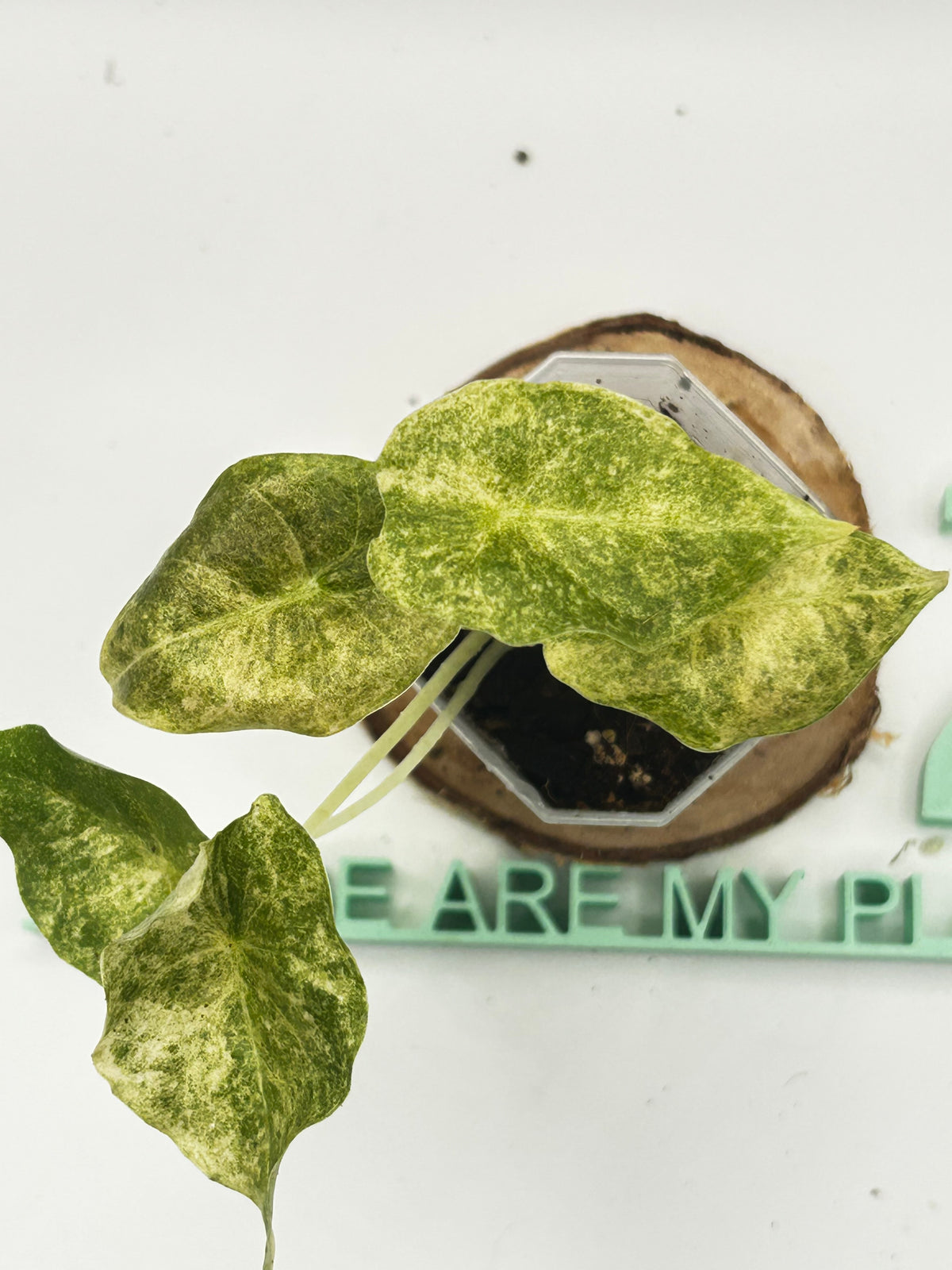 Alocasia Golden Bone Pink Mint