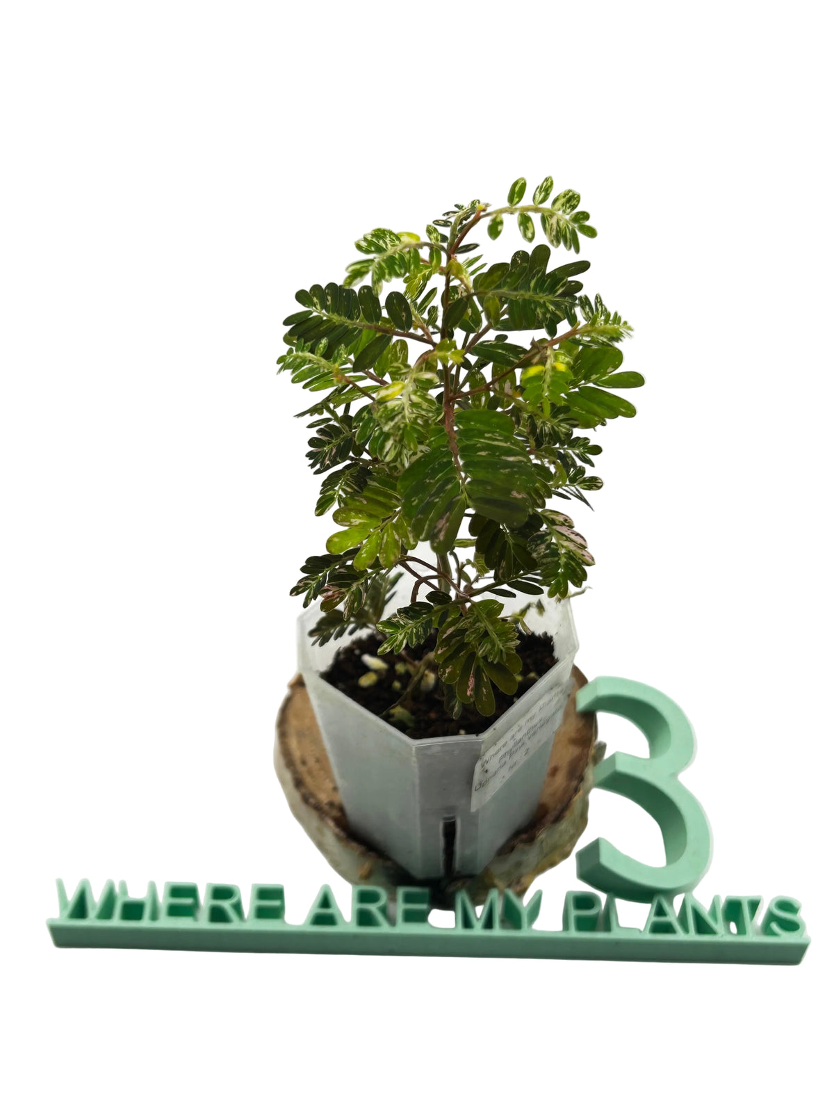 Phyllanthus Urinaria Pink