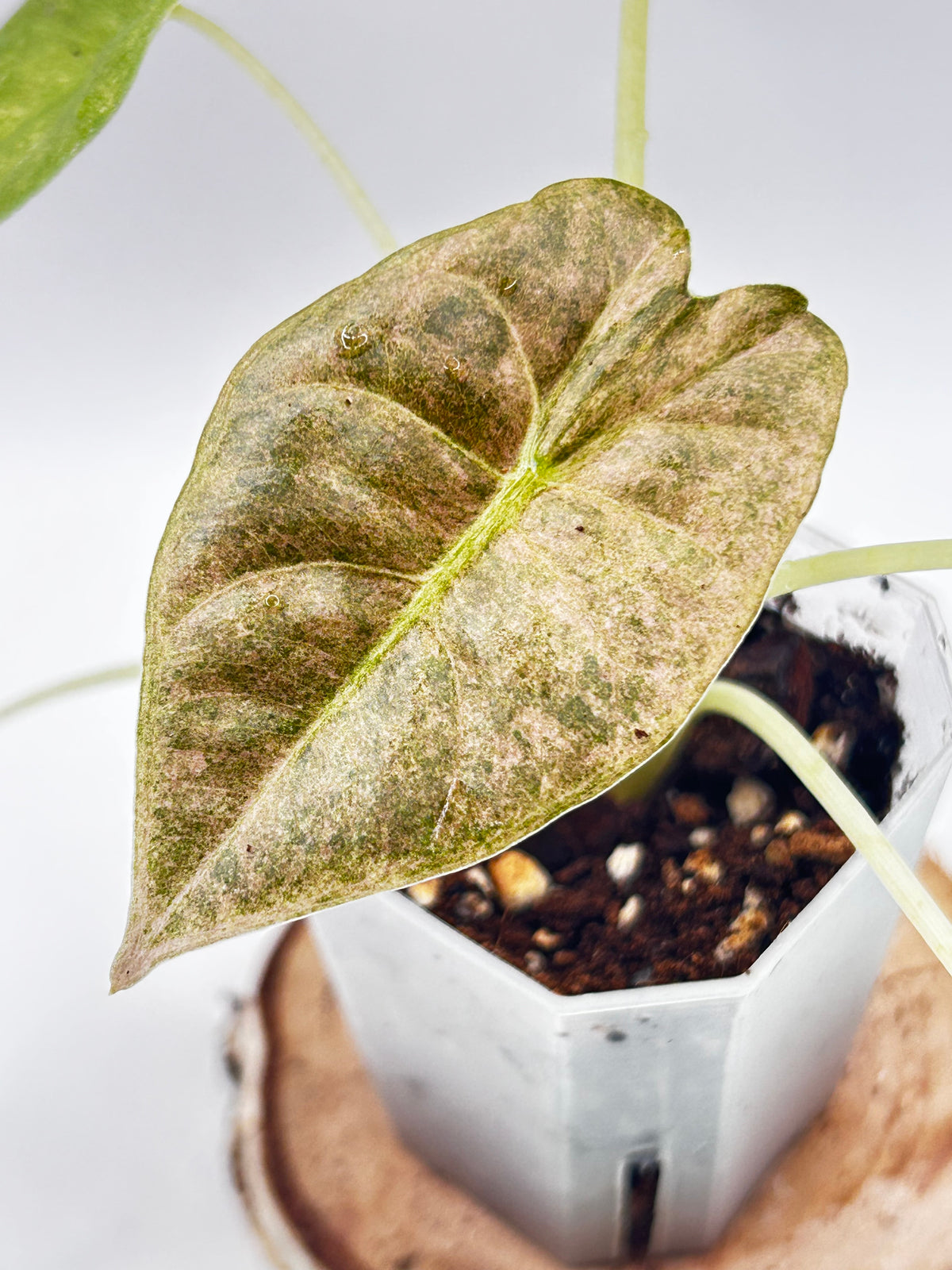 Alocasia Golden Bone Pink Mint