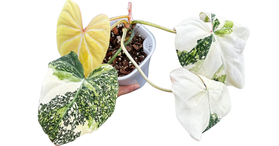 Gloriosum Variegata
