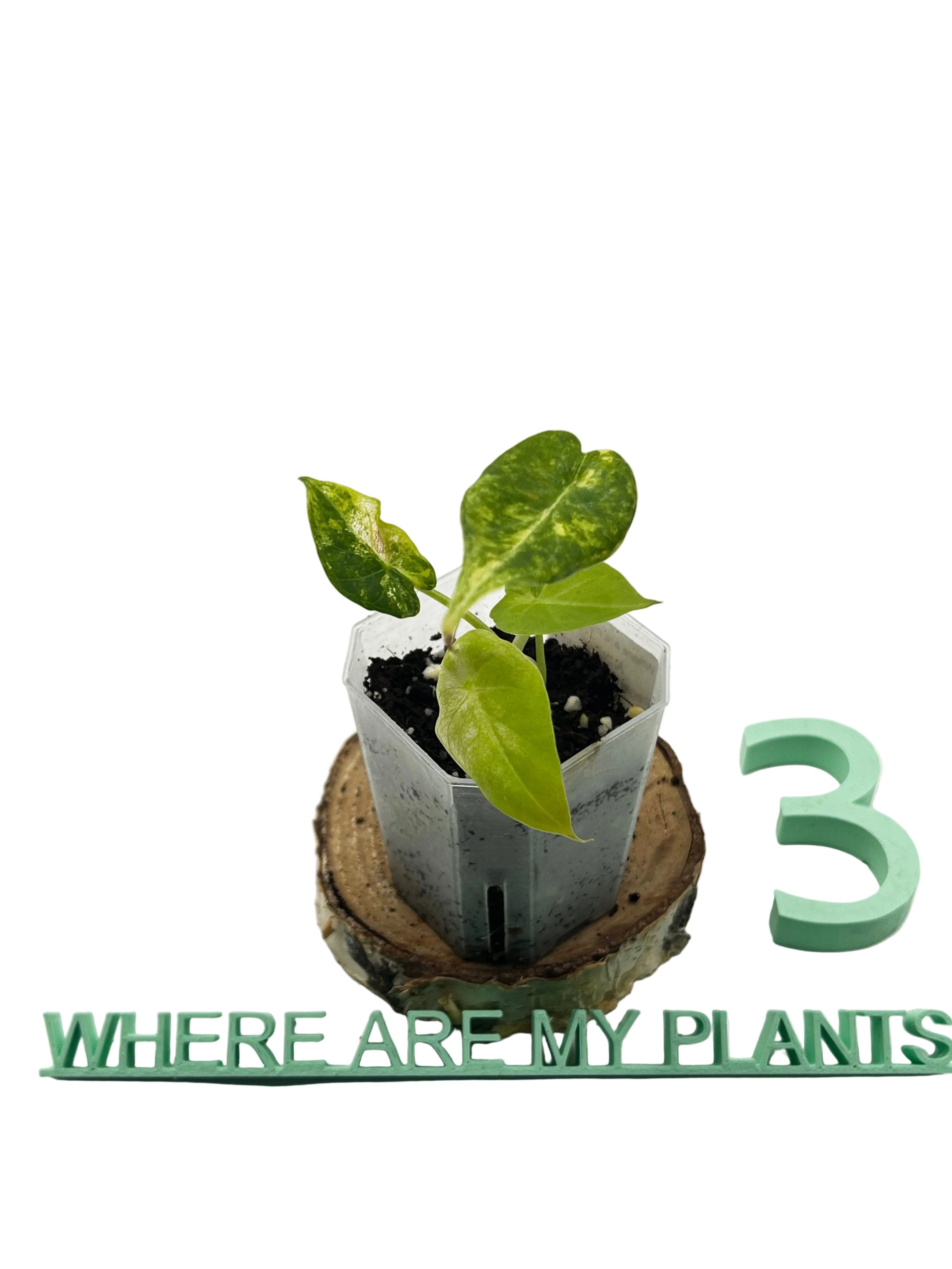 Alocasia Regal Shield Aurea