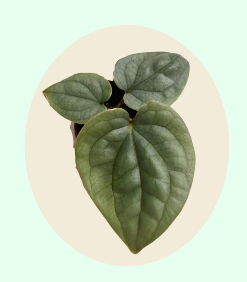 Anthurium