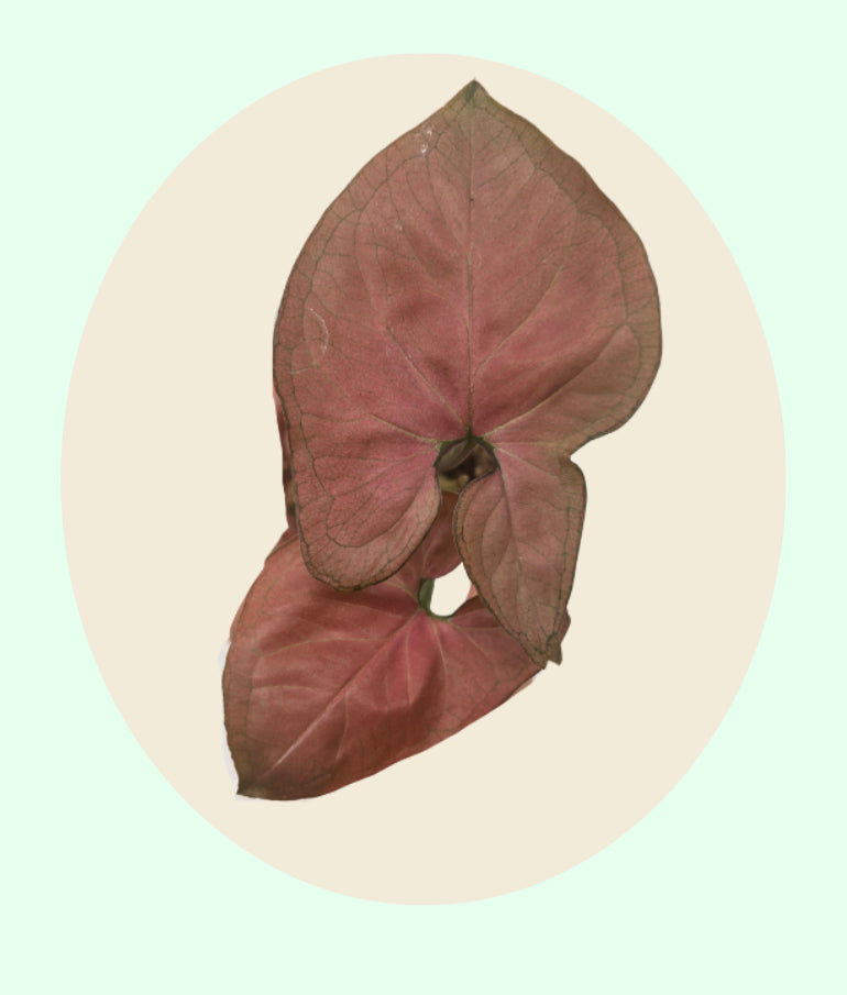 Syngonium