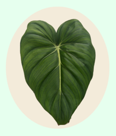 Philodendron