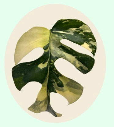 Monstera