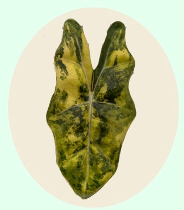 Alocasia