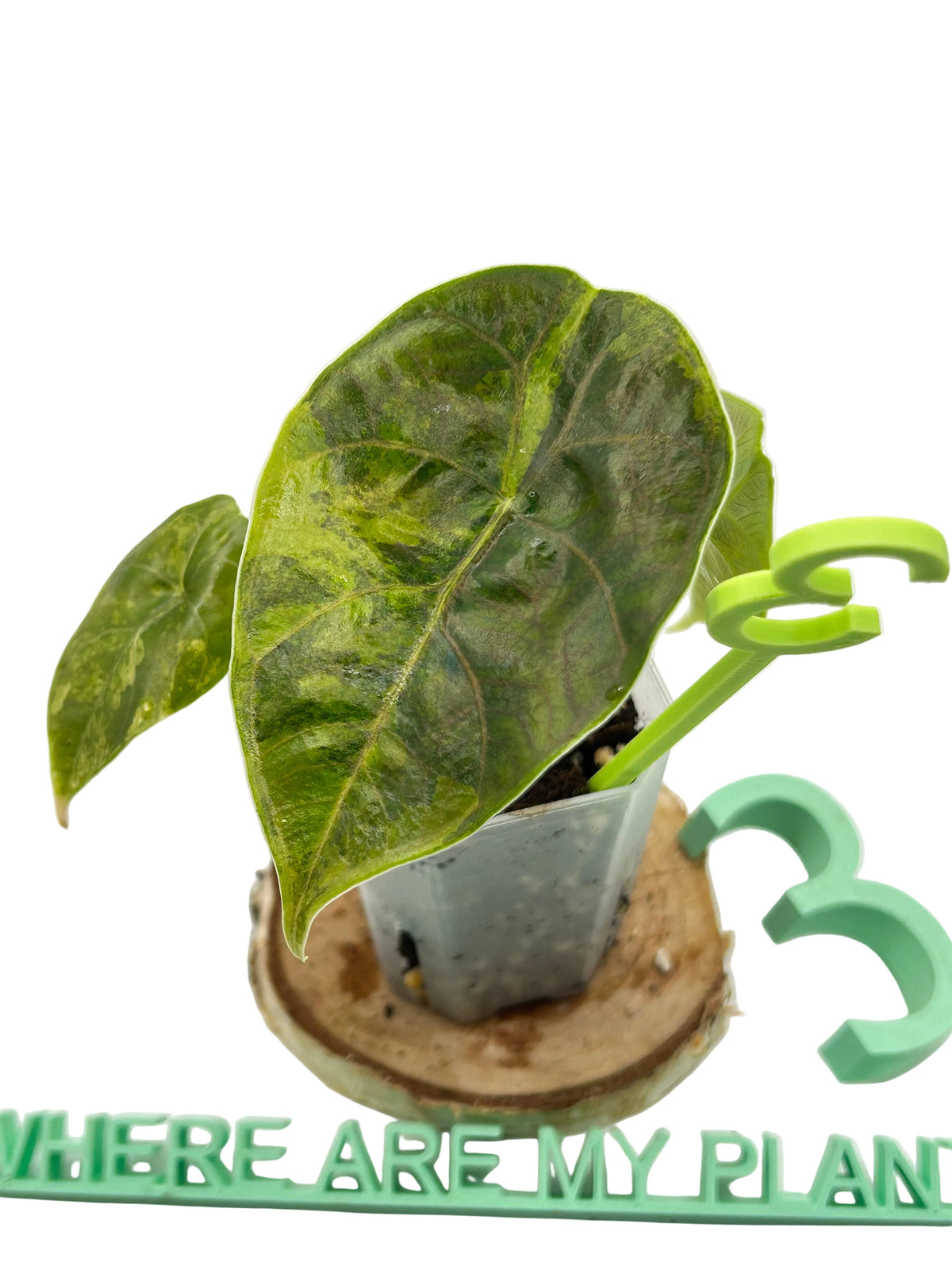 Alocasia Azlanii Gold Aurea Variegata