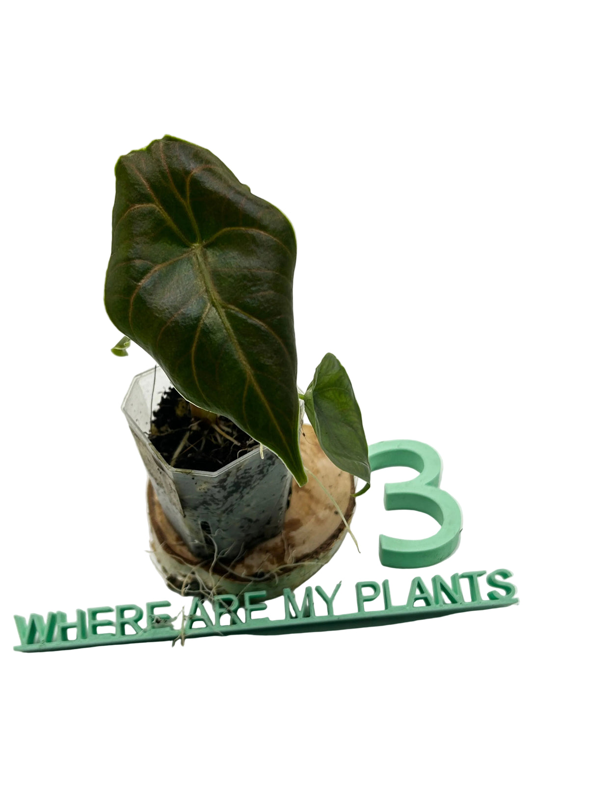 Alocasia Azlanii
