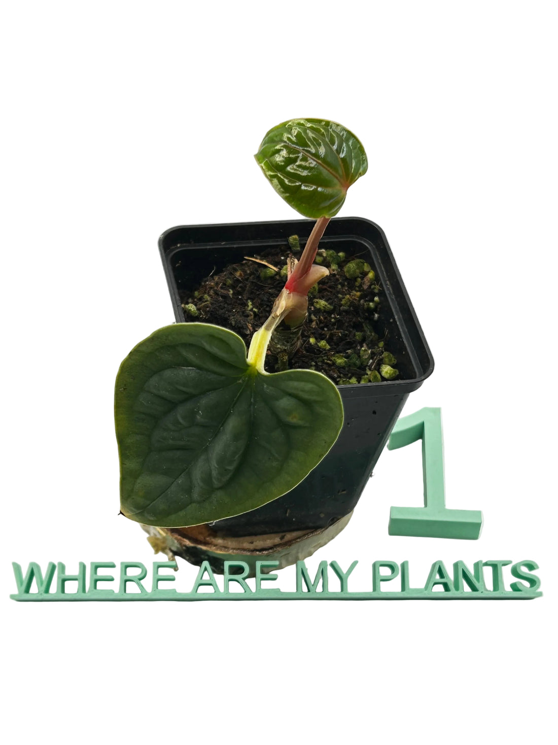Anthurium Luxurians