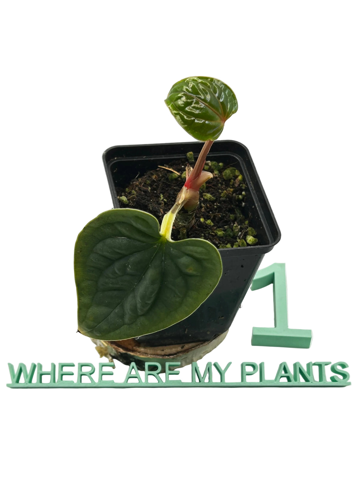 Anthurium Luxurians