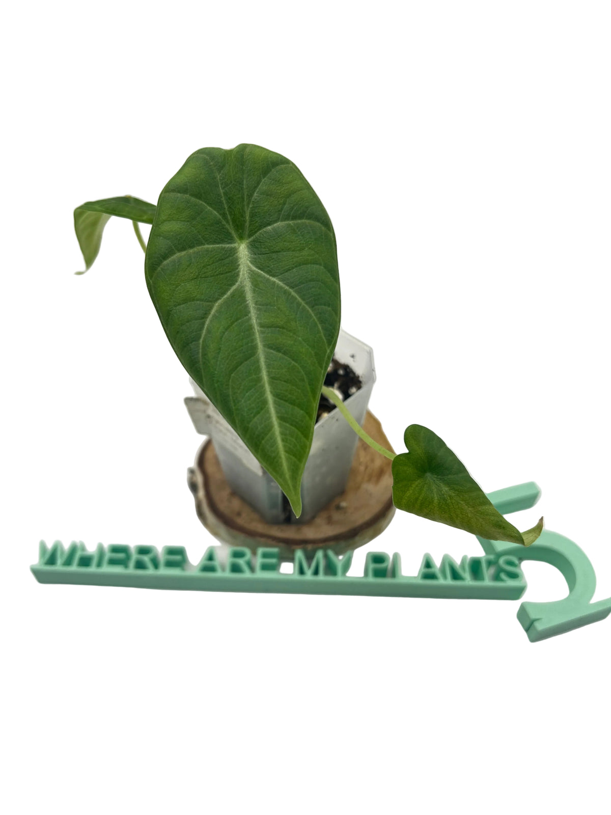 Alocasia Maharani