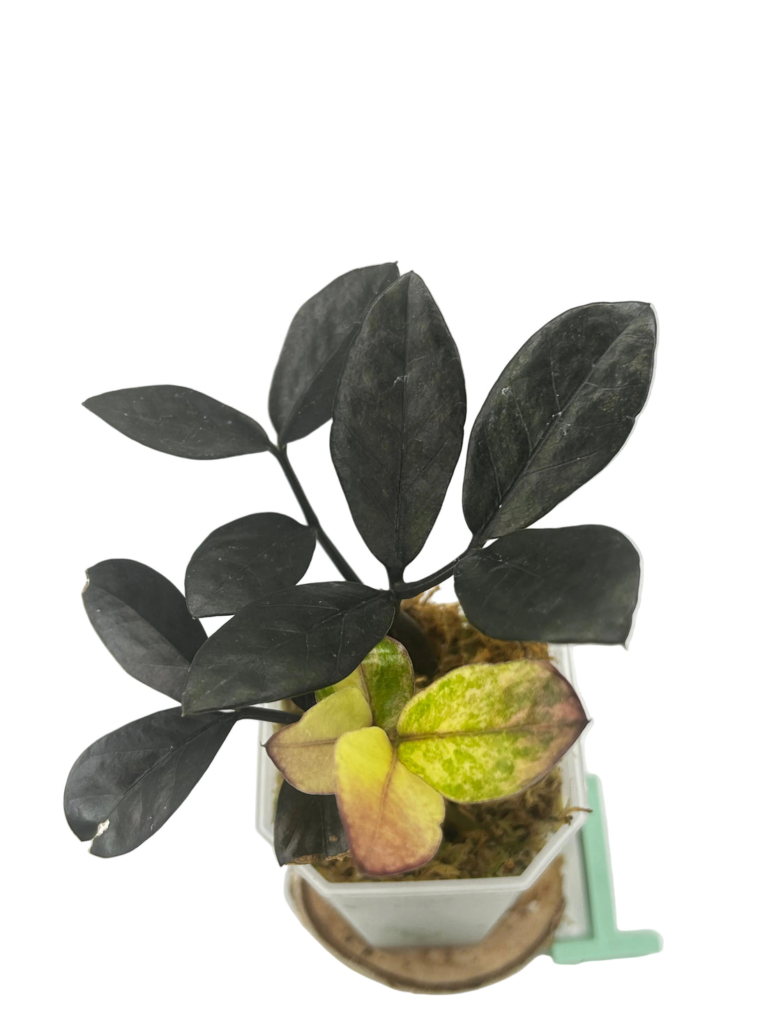 Zamioculcas Zamifolia (Raven ZZ) Pink Variegata