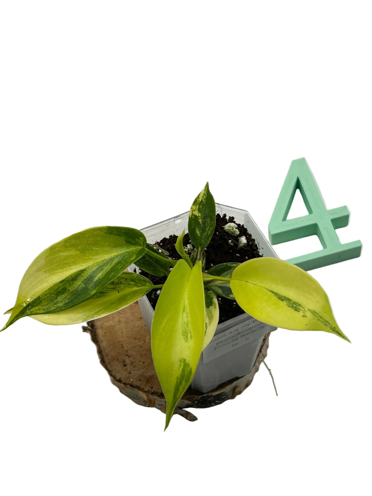 Philodendron Florida Beauty