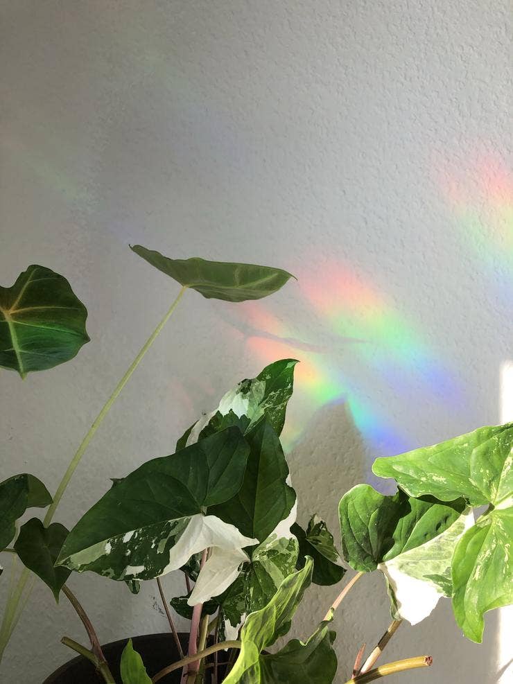Sun Catcher Sticker - Monstera Deliciosa Blatt