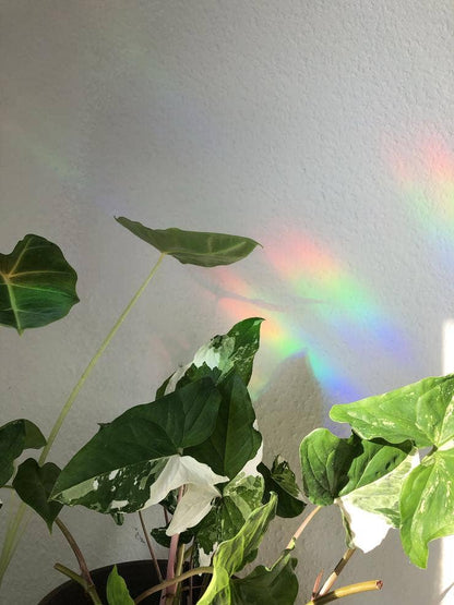 Sun Catcher Sticker - Monstera Deliciosa Blatt