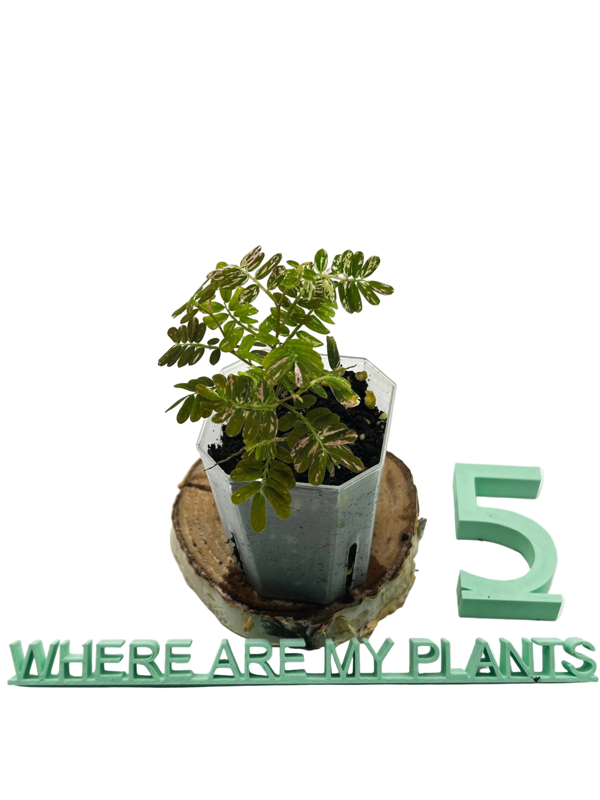 Phyllanthus Urinaria Pink