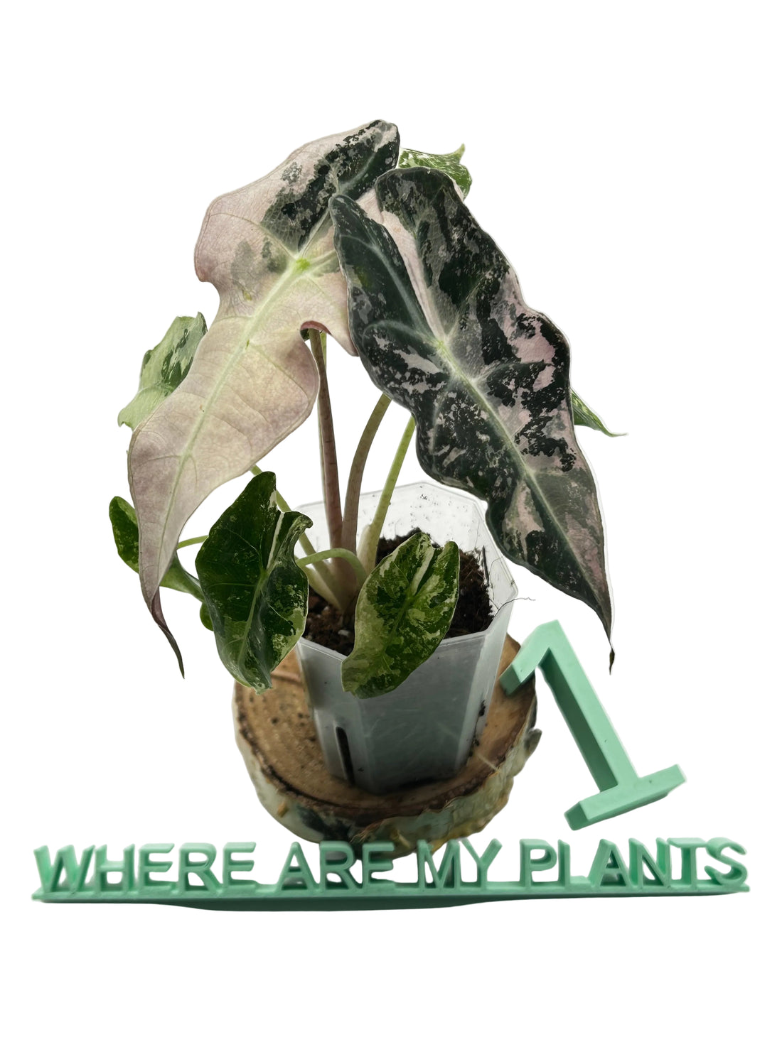 Alocasia Polly Pink Snowflake Variegata
