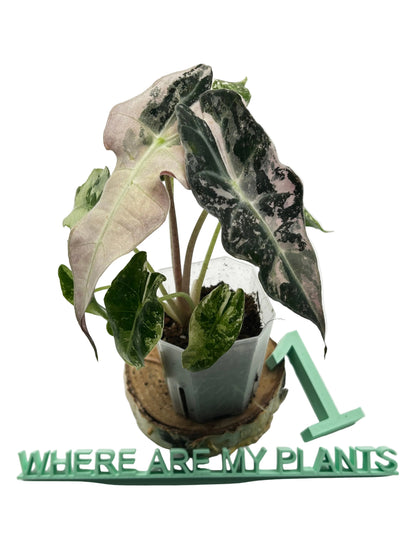 Alocasia Polly Pink Snowflake Variegata