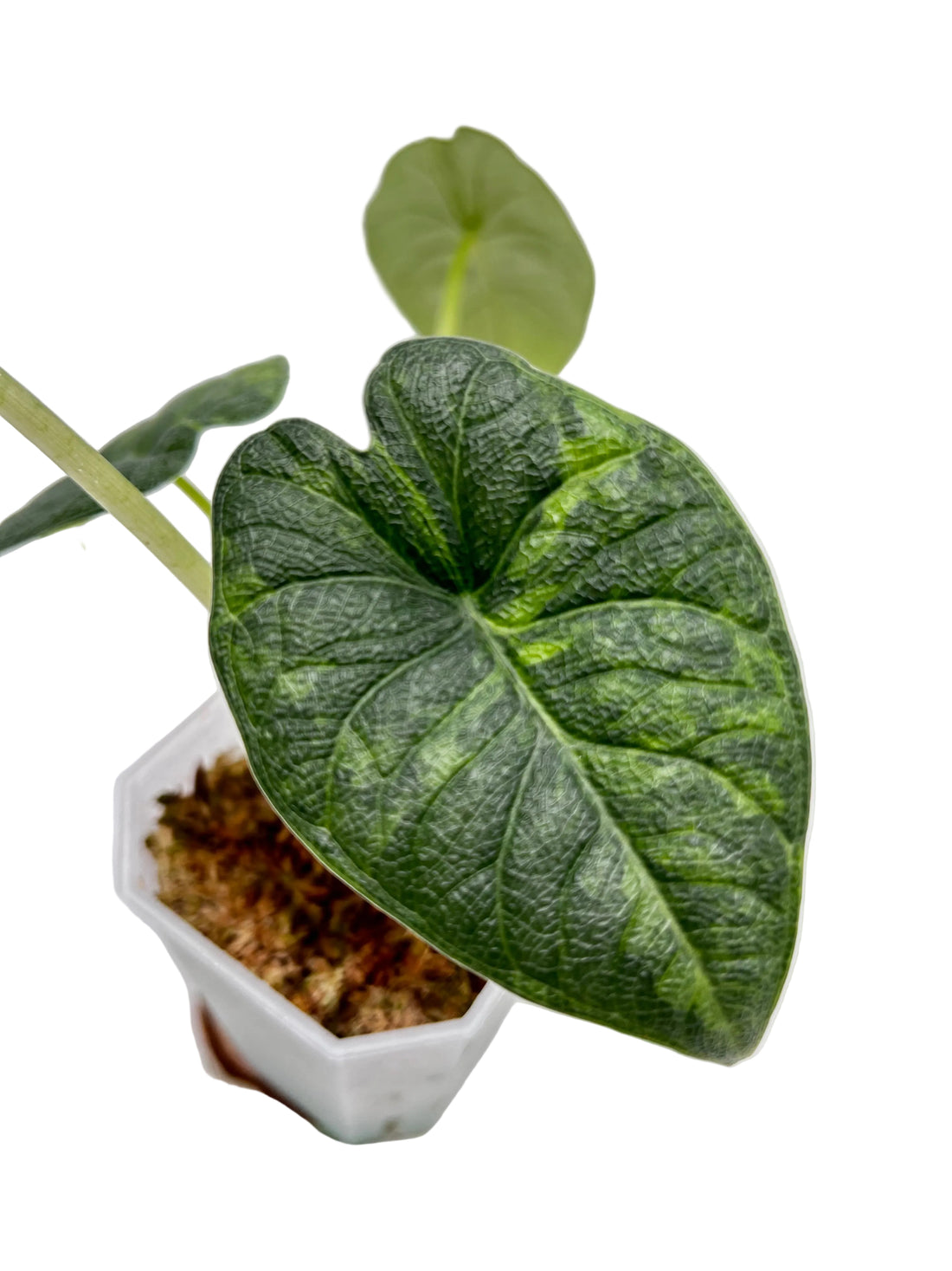 Alocasia Melo Aurea