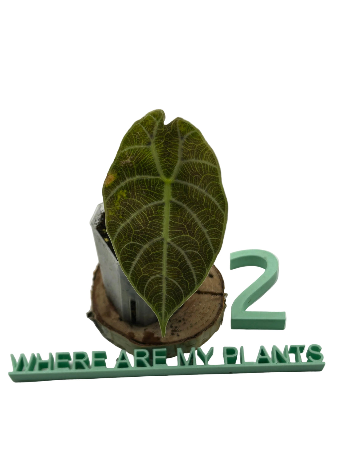 Alocasia Watsoniana Doff Variegata