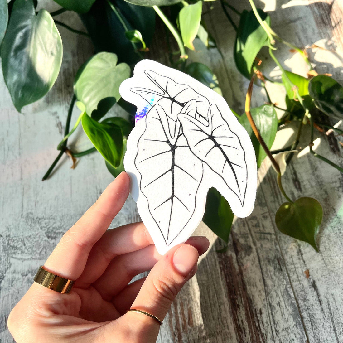 Sun Catcher Sticker - Alocasia Frydek
