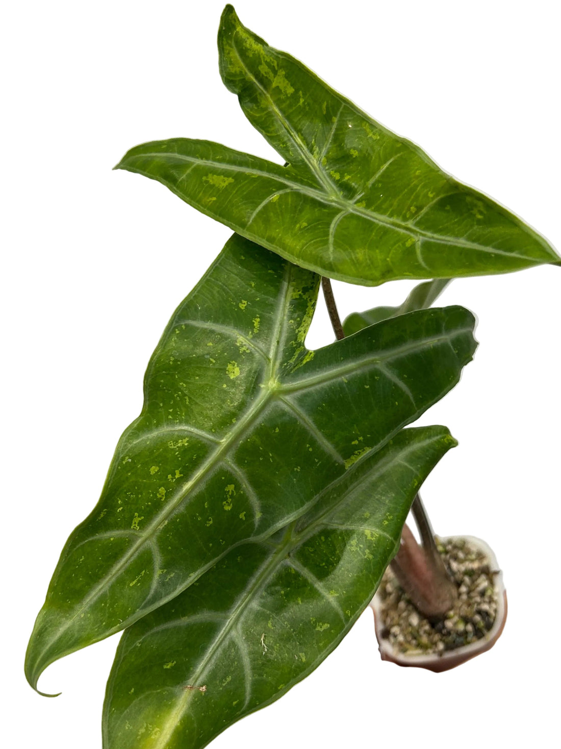 Alocasia Longiloba Forest Mint Rhizom