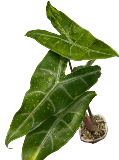 Alocasia Longiloba Forest Mint Rhizom