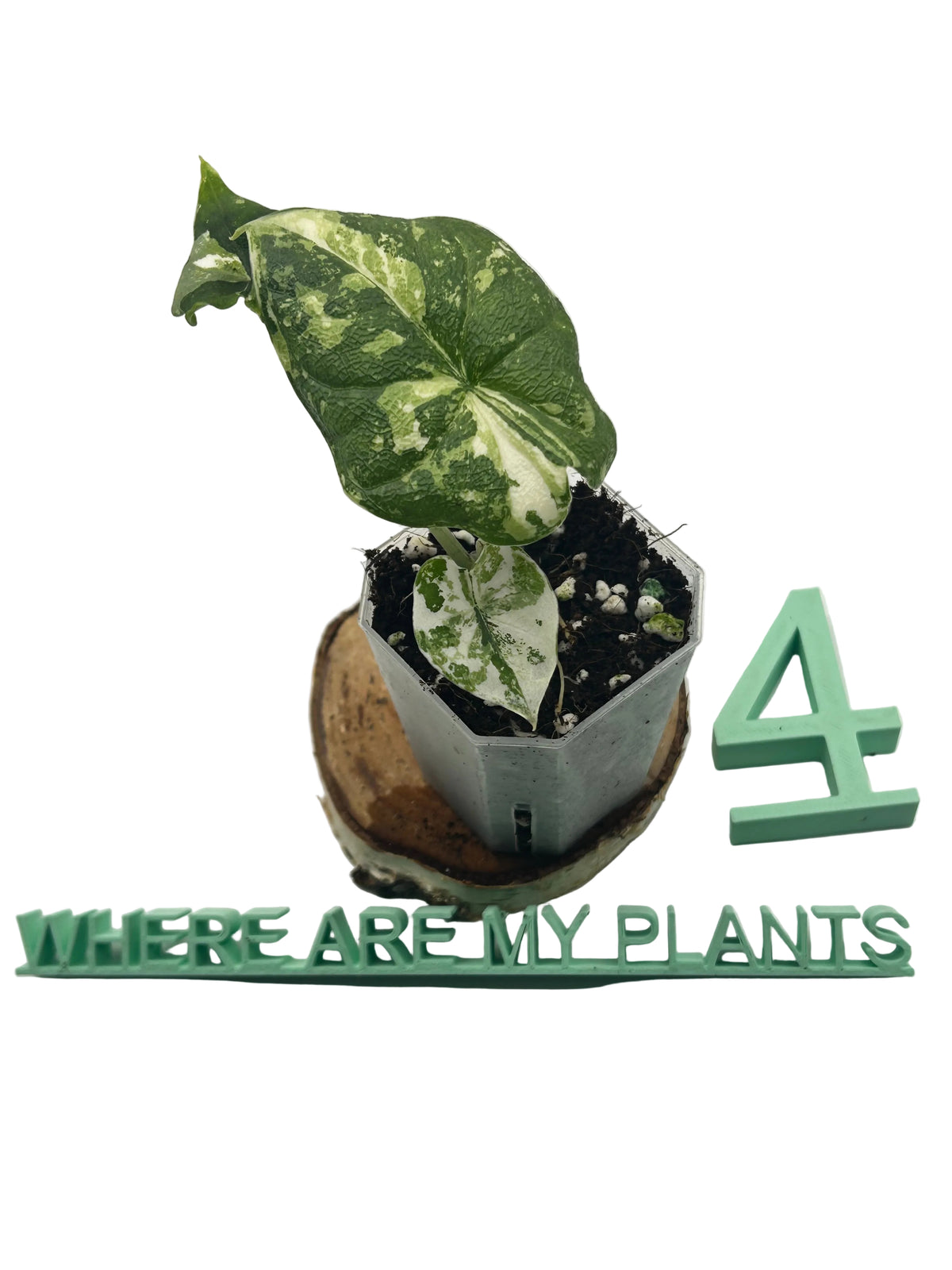 Alocasia Melo Albo Variegata