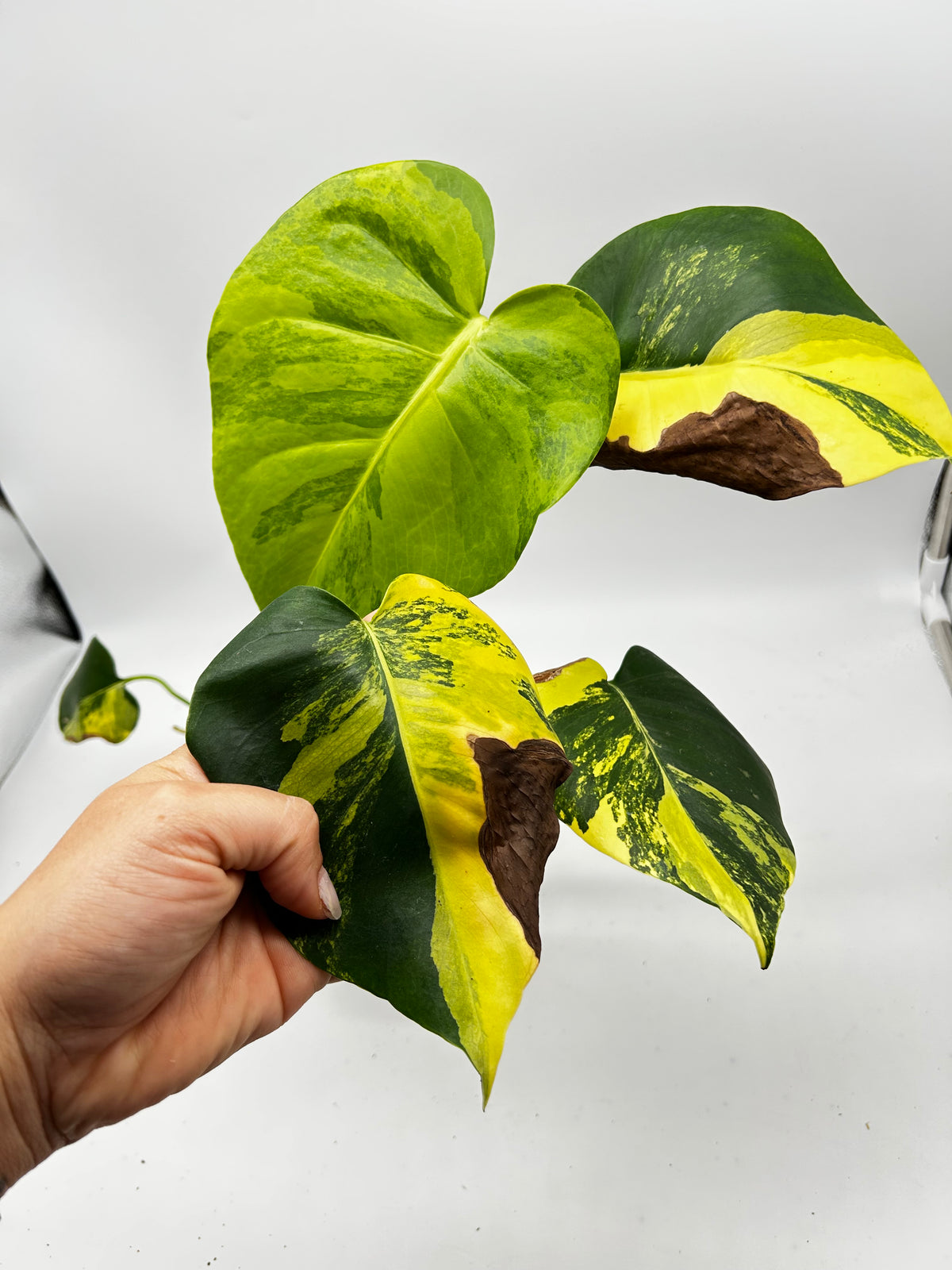 Monstera Yellow Marylin Variegata