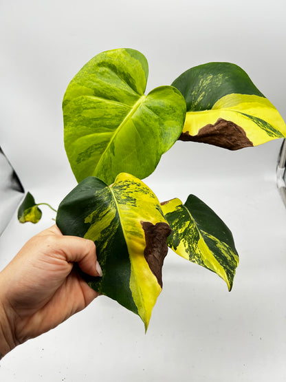 Monstera Yellow Marylin Variegata