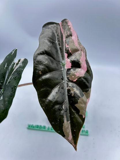 Alocasia Chantrieri Pink Variegata