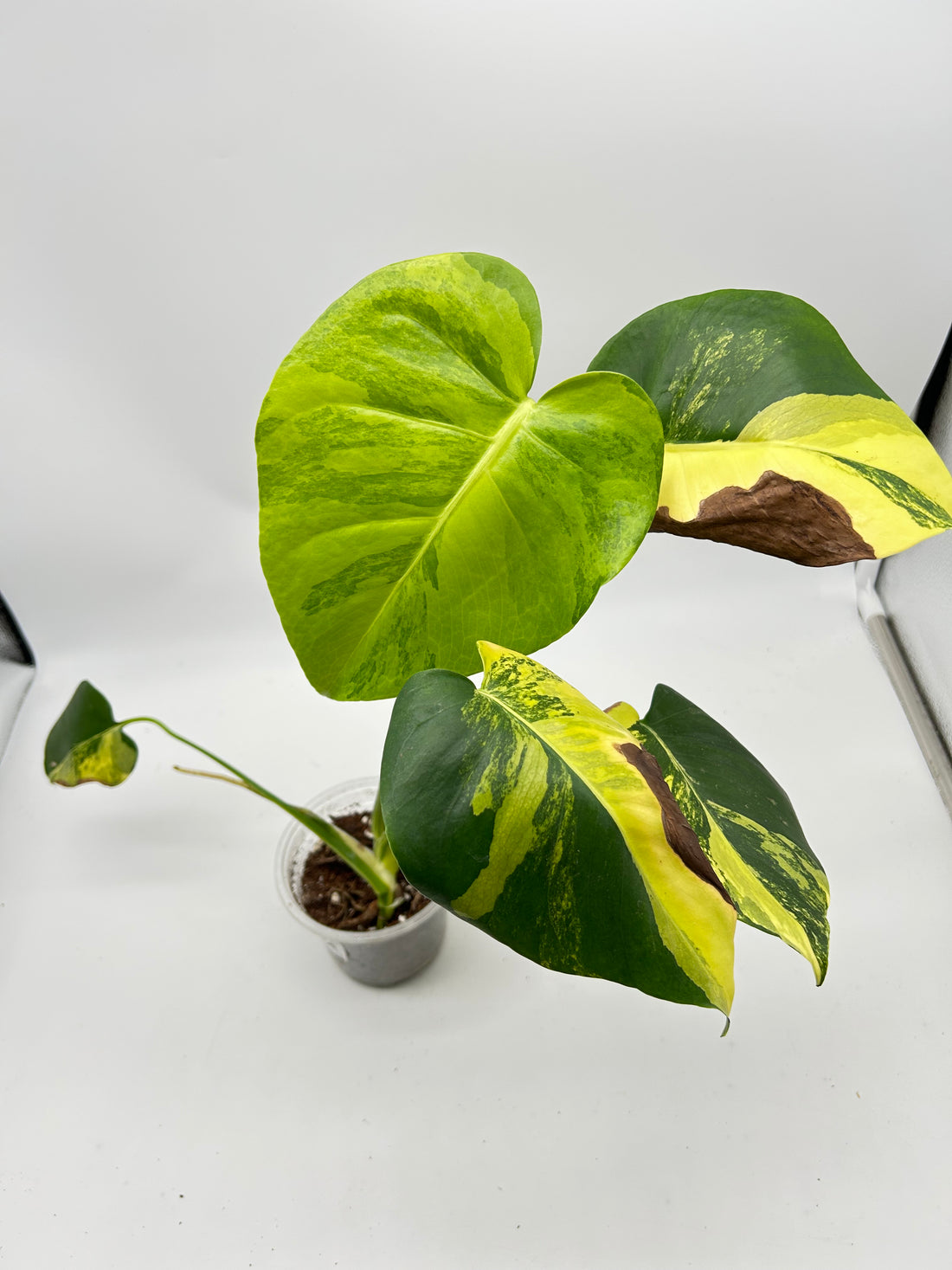 Monstera Yellow Marylin Variegata