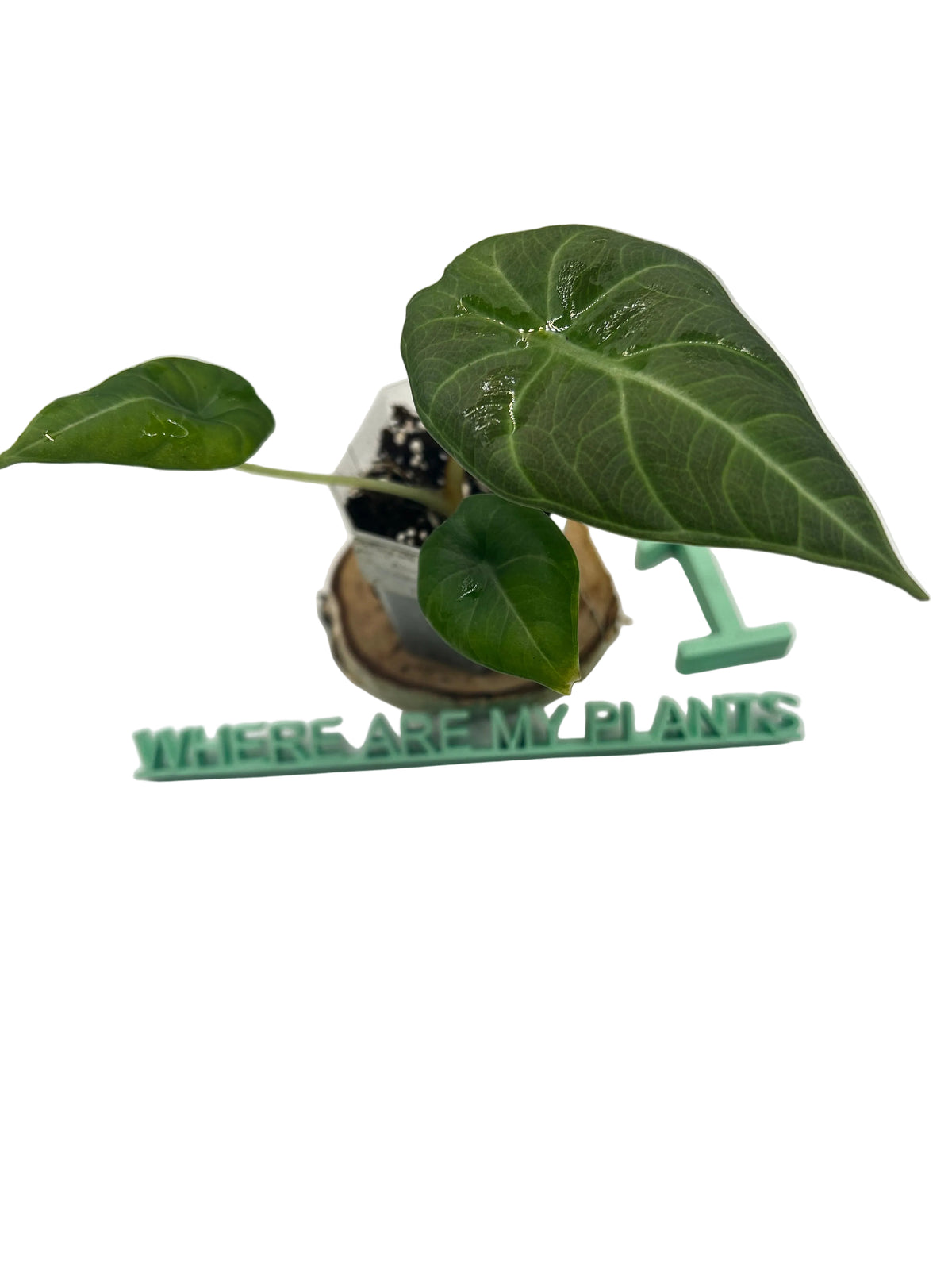 Alocasia Maharani
