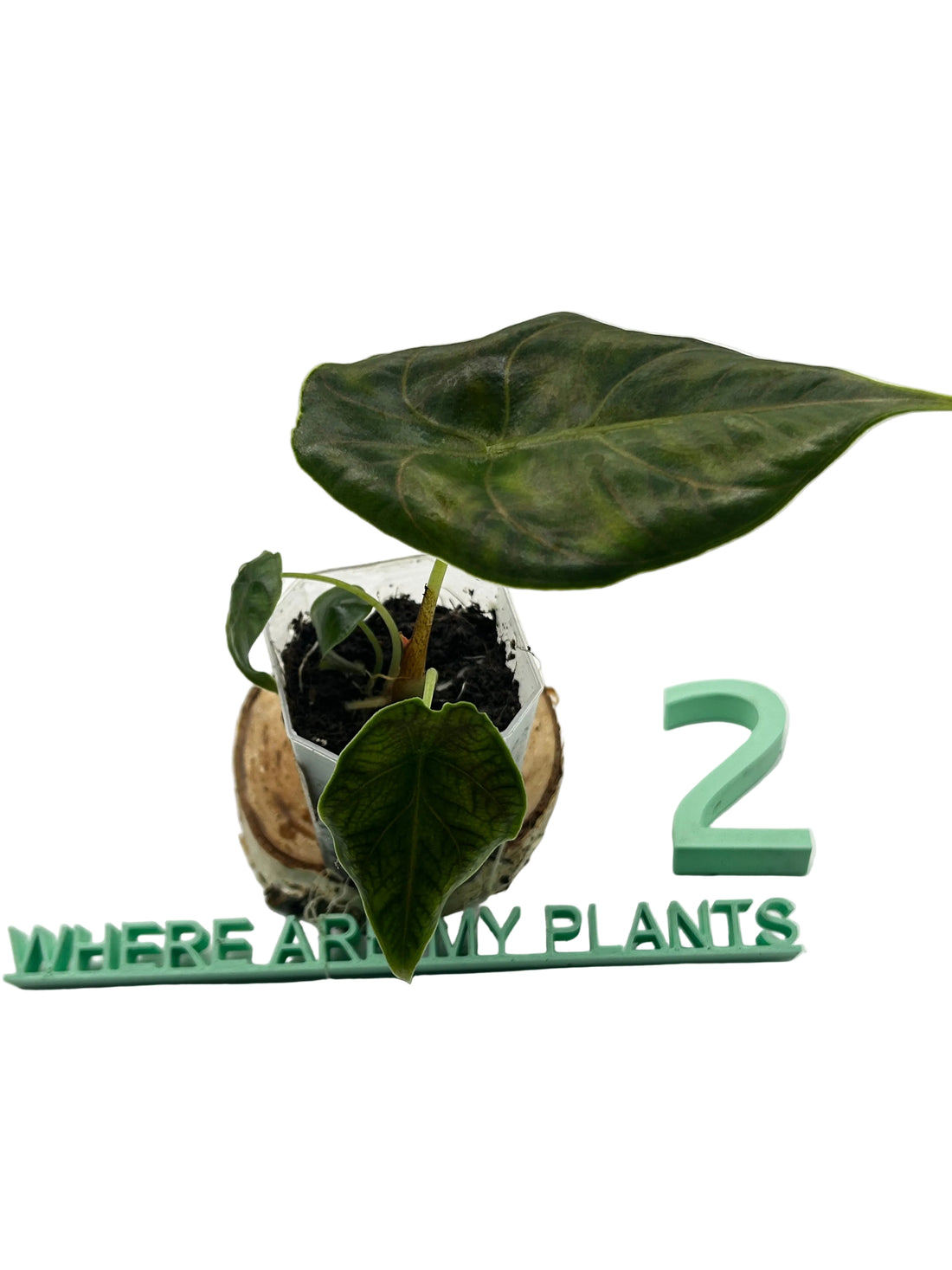 Alocasia Azlanii